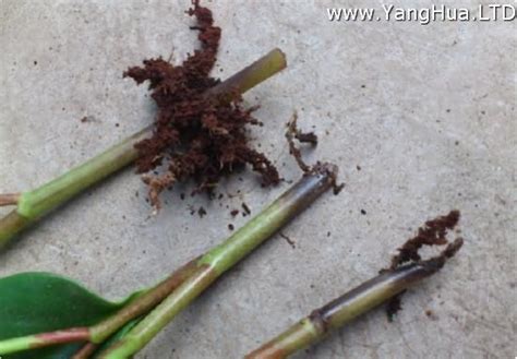 植物爛根補救|養花必看！什麼是植物悶根爛根？悶根黃葉了怎麼辦？3分鐘教你。